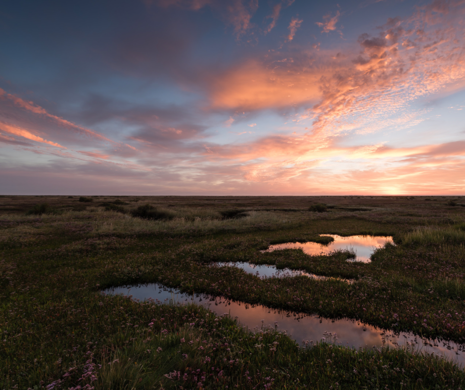 Can Black Gold Save Our Blue Carbon Champs?