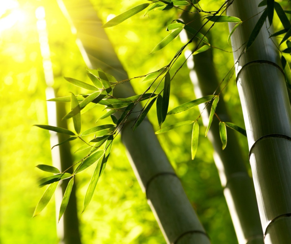 Bamboo to the Rescue: Turning Trash into Treasure for Cleaner Air