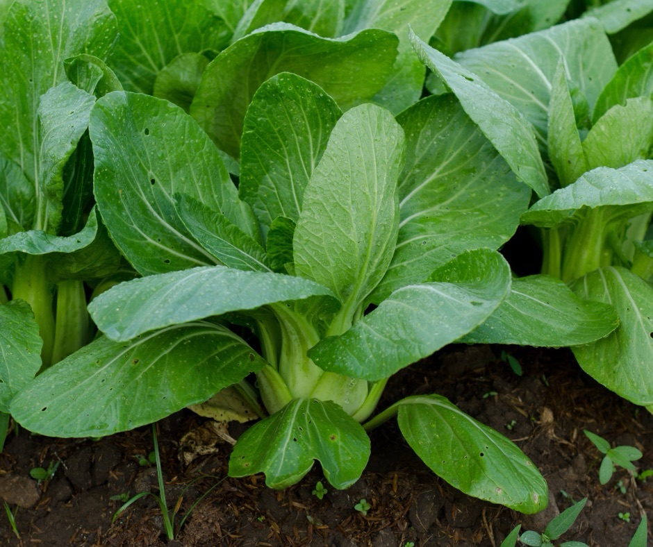 Unlocking the Potential of Biochar in Vegetable Farming