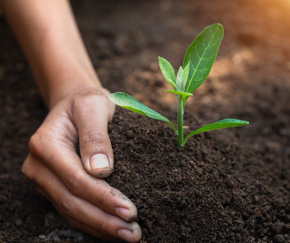 Biochar: A Carbon-Rich Ally for Sustainable Soil Health and Agriculture