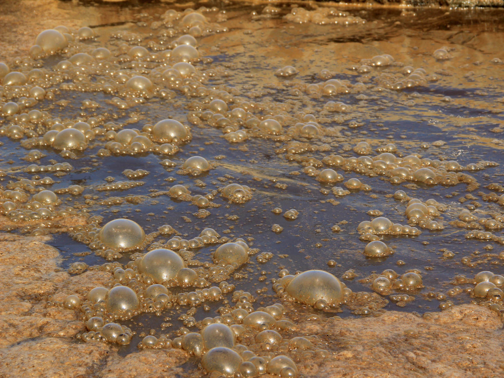 Enhancing Soil Health and Crop Yield: Utilizing Sewage Sludge-Derived Biochar in Agriculture