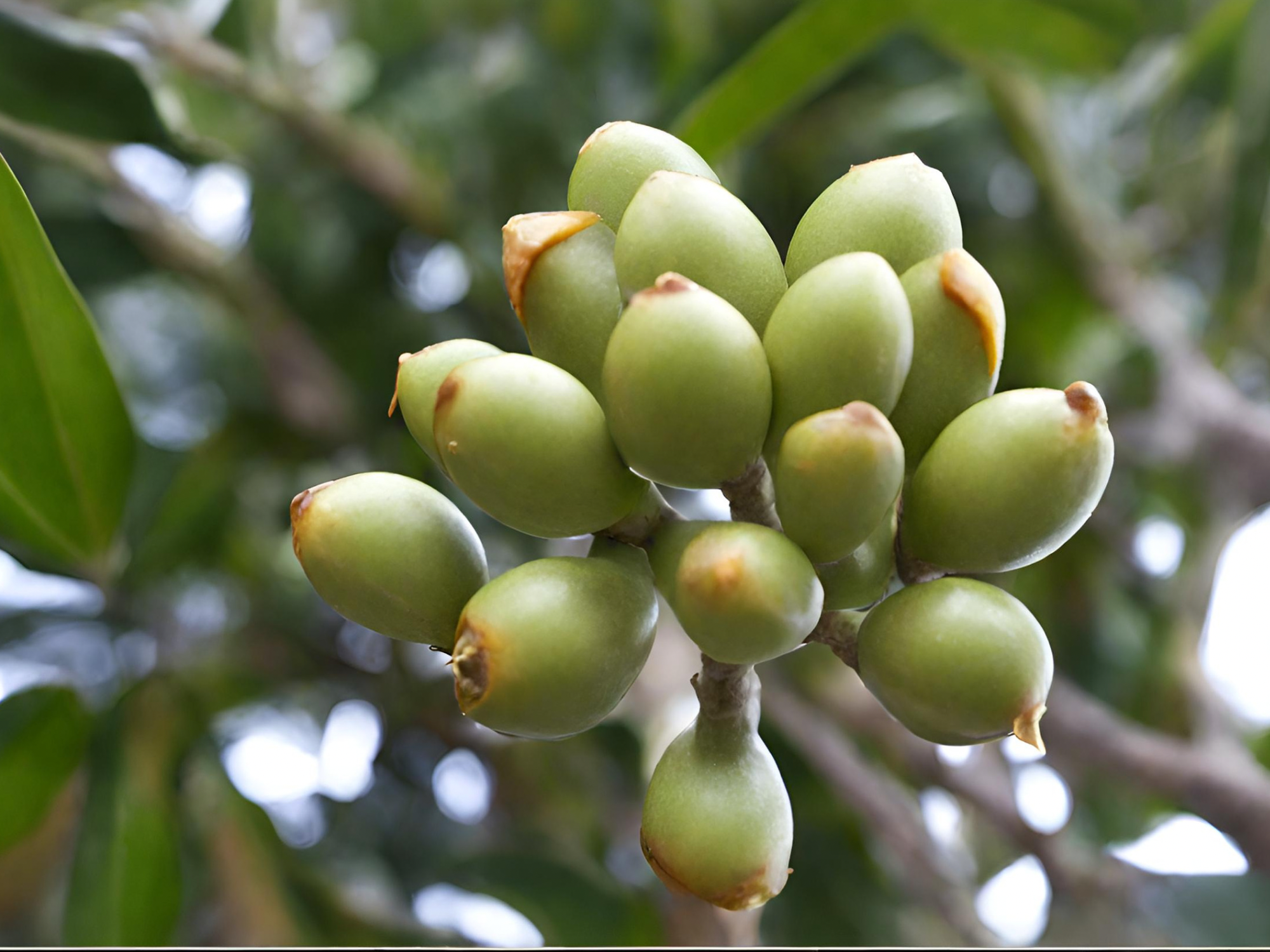 Utilizing Calophyllum inophyllum Seed Char as an Efficient Adsorbent for Rhodamine B Dye Removal: A Comprehensive Study