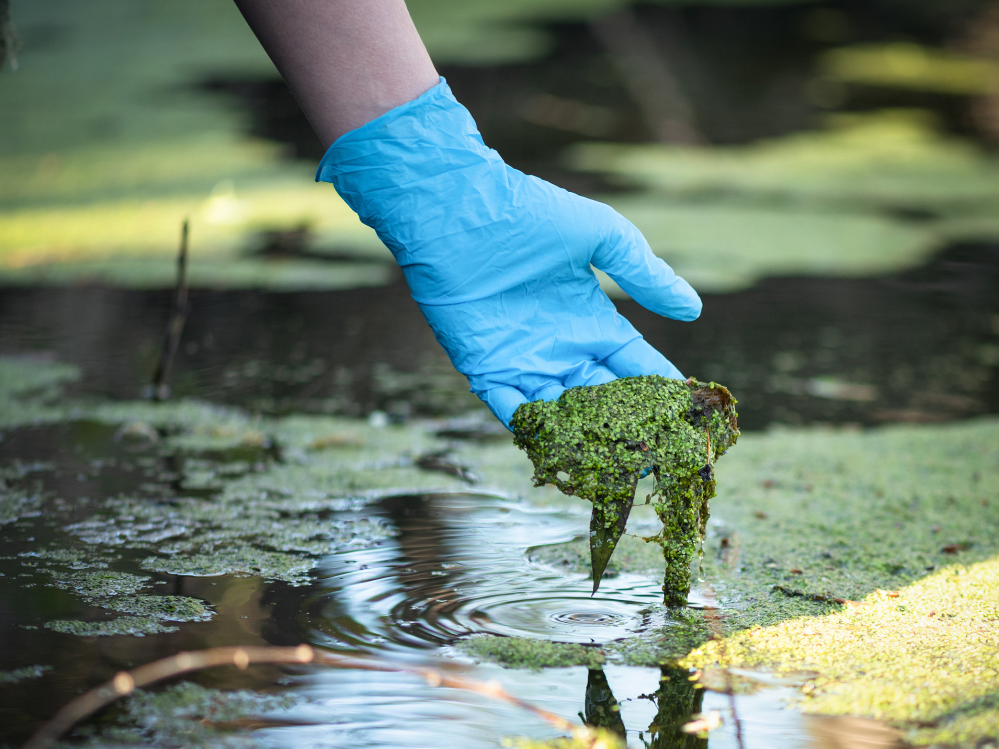 Biochar: A Sustainable Solution to Combat Nitrogen and Phosphorus Pollution
