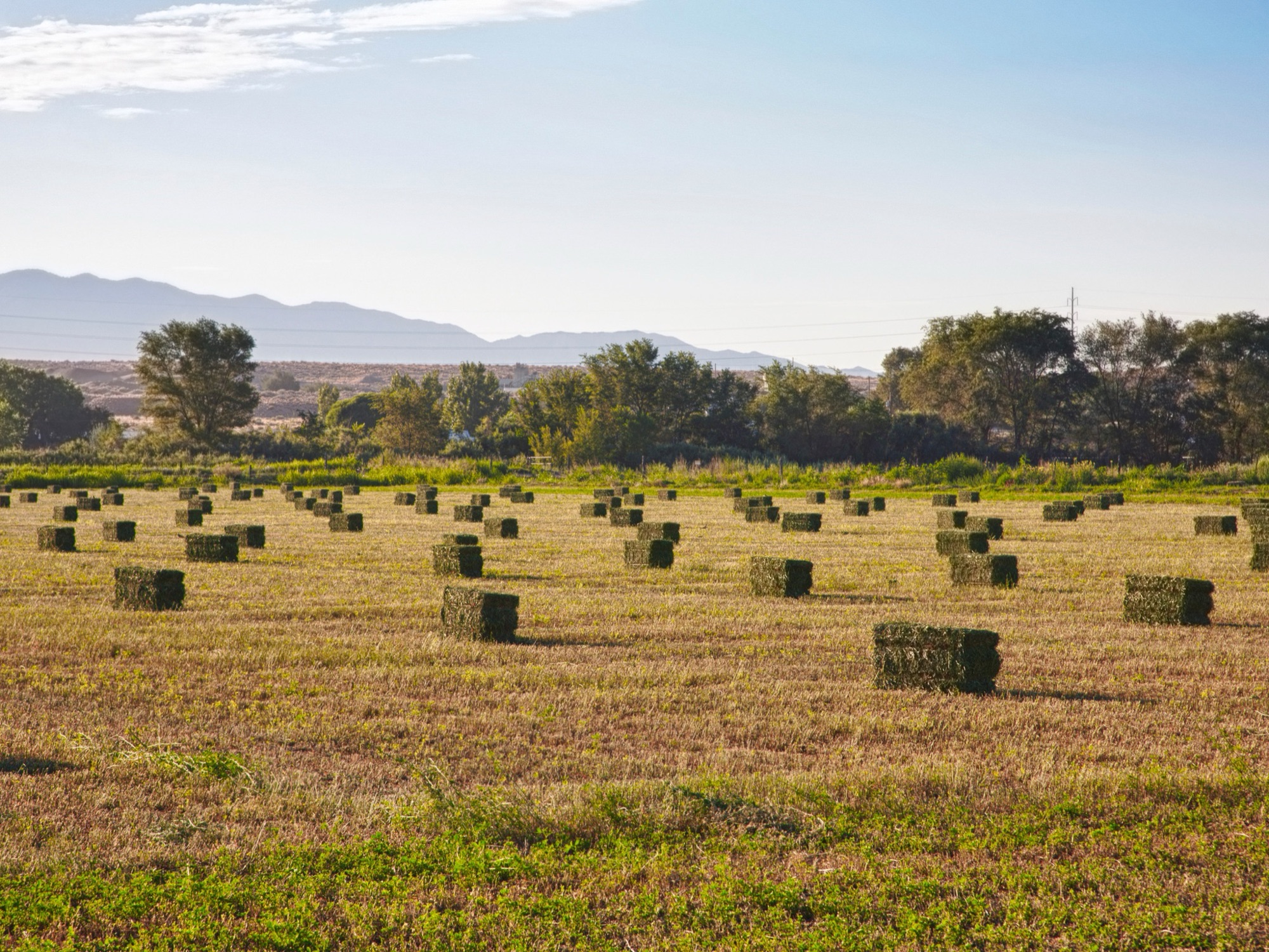 Challenges and Opportunities in Biochar Production in Northern New Mexico