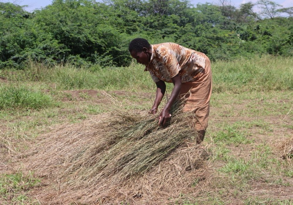 Can weeds hold the key to turning farms into carbon storage powerhouses?