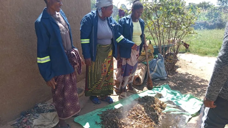 Sustainable Agriculture: Biochar Initiative Empowers Zambian Farmers