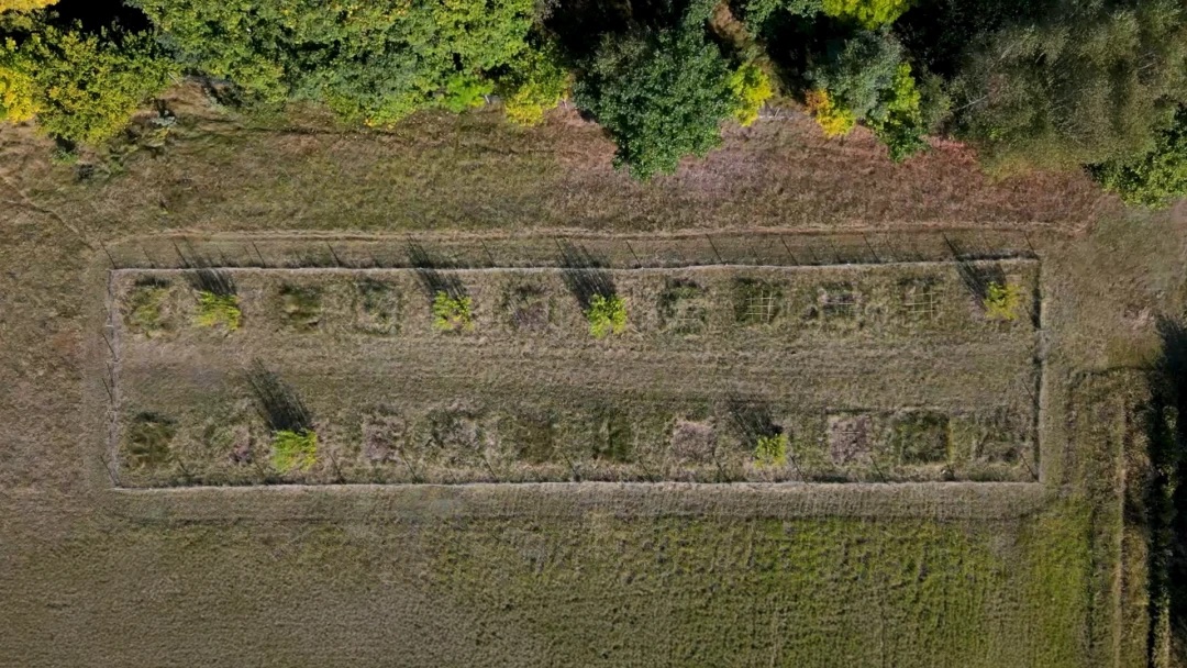 Swedish Study finds Biochar Reduces Risks of DDT-Contaminated Soil