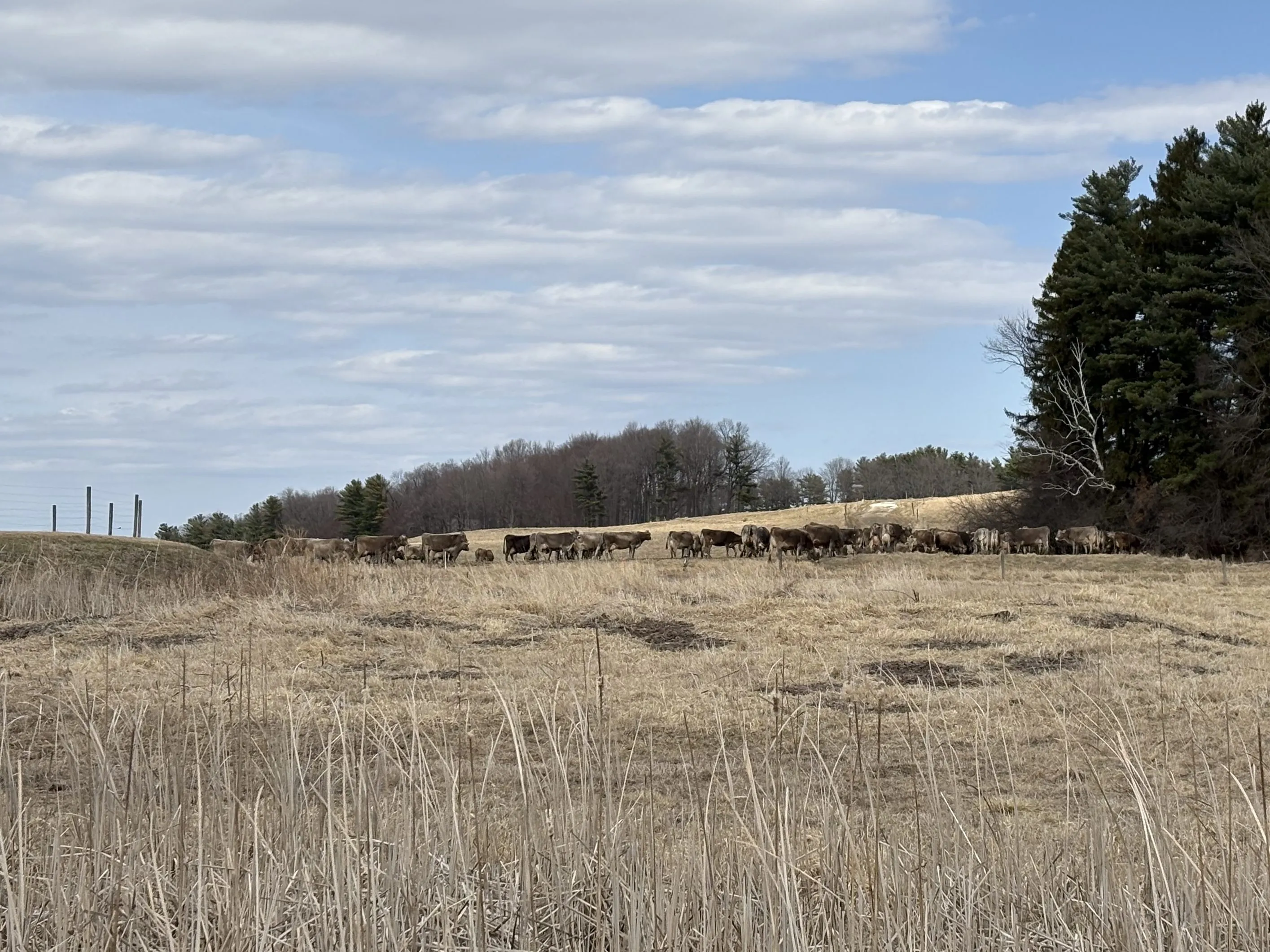 Shelburne Farms Tests Biochar to Reduce Methane in Dairy Ops: Targeting 2028 Net-Zero Amid Vermont Ag’s 16% Emissions Share
