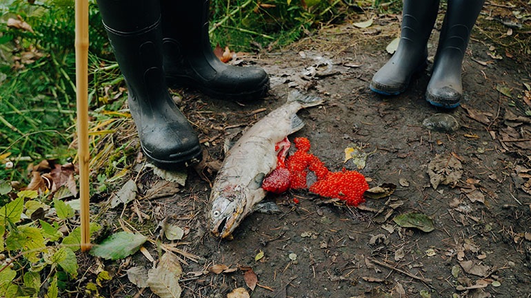 Biochar-Enhanced Soils Raise Urban Salmon Survival Rates from 10% to 100%