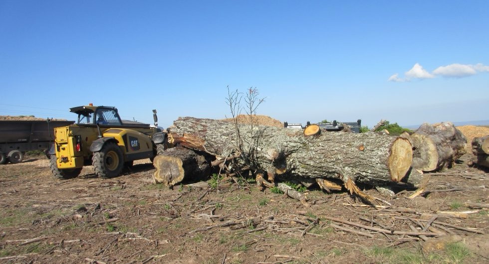 Carbon markets can support invasive trees’ control with biomass-based value chains