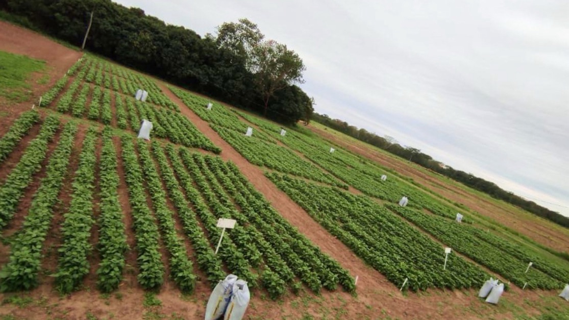 Exomad Green Field Study Shows Biochar Boosts Corn and Bean Yields