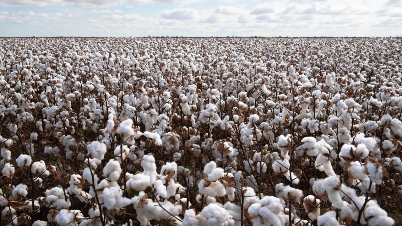 Better Cotton and Planboo Pilot Biochar Production to Monetize Agricultural Waste in Indian Cotton Farms