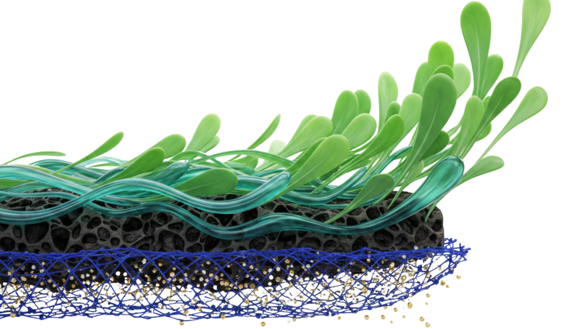 Innovative Biochar and Inhibitor Coating Boosts Choy Sum Yield by Fifty-eight Percent While Reducing Nitrogen Leaching
