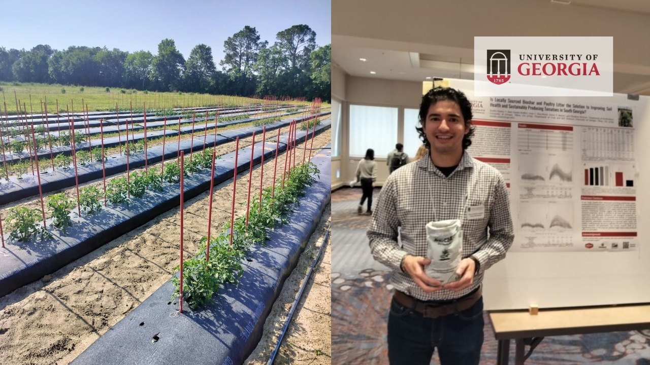 University of Georgia Research Demonstrates Synergy Between Biochar and Poultry Litter in Tomato Production