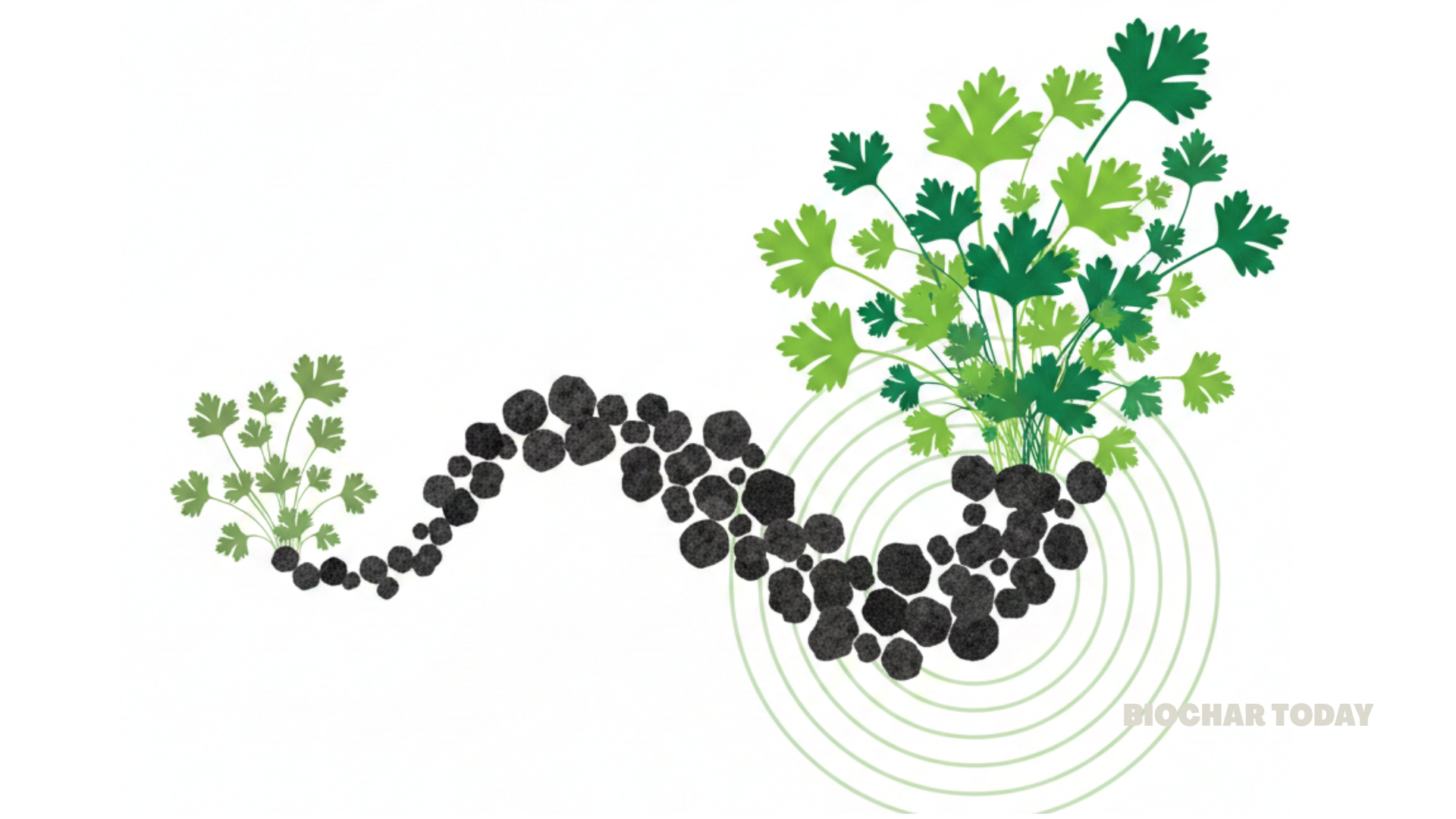 Significant Growth in Coriander Yields Achieved Through Two Percent Biochar Soil Amendment