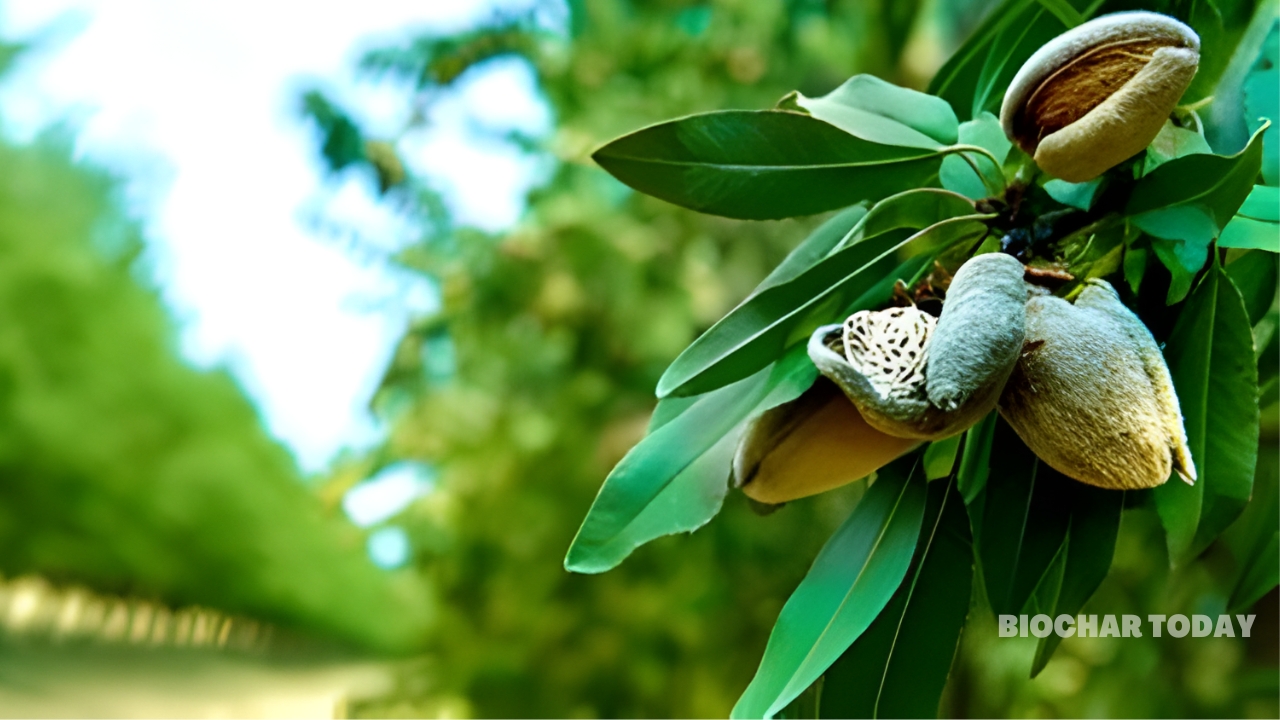 The Sitos Group and Treehouse California Almonds Establish Biochar Infrastructure to Replace Agricultural Burning
