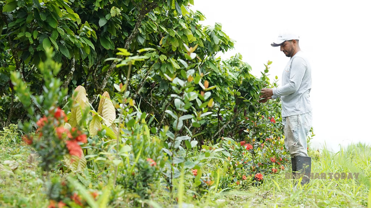 Mars and ofi Collaborate to Integrate Biochar into Ecuadorian Cocoa Supply Chains for Net-Zero Advancements
