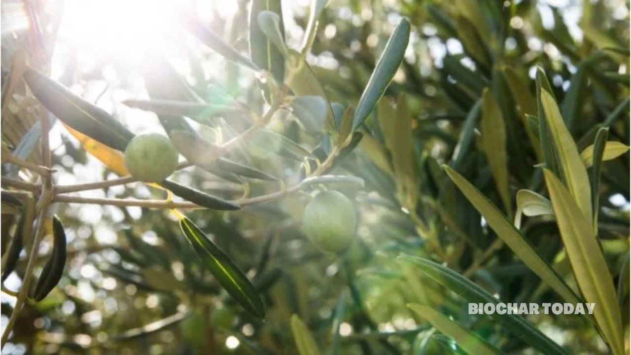 Barcelona Implements Biochar from Olive Groves in Urban Paving Projects
