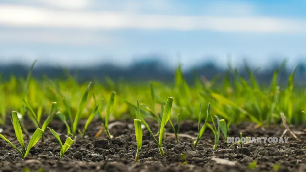 Carbon Standards Launches Public Consultation for EU-Compliant Biochar Certification Methodology