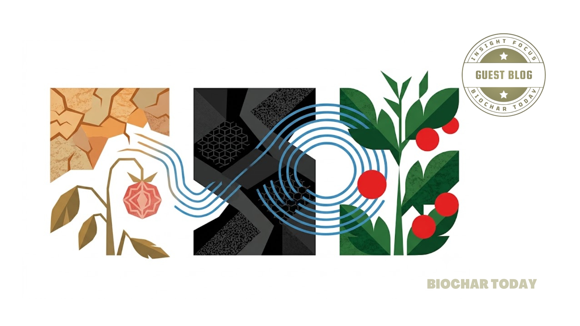 Biochar, Tomatoes & Drought: A Garden Experiment Gets Scientific