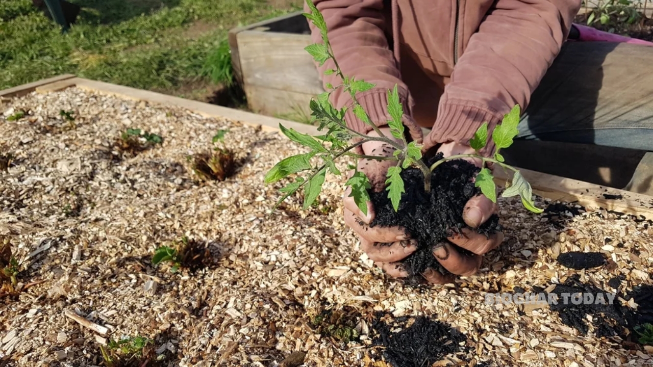 Supercritical and Indian Developers Expand Offtake Agreements Amid Tightening High-Quality Biochar Supply