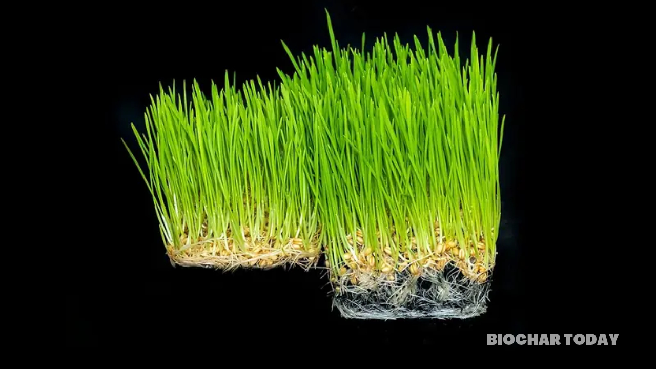 Empacar and CarbonX Advance Industrial Carbon Removal Through Bolivian Biochar Facility