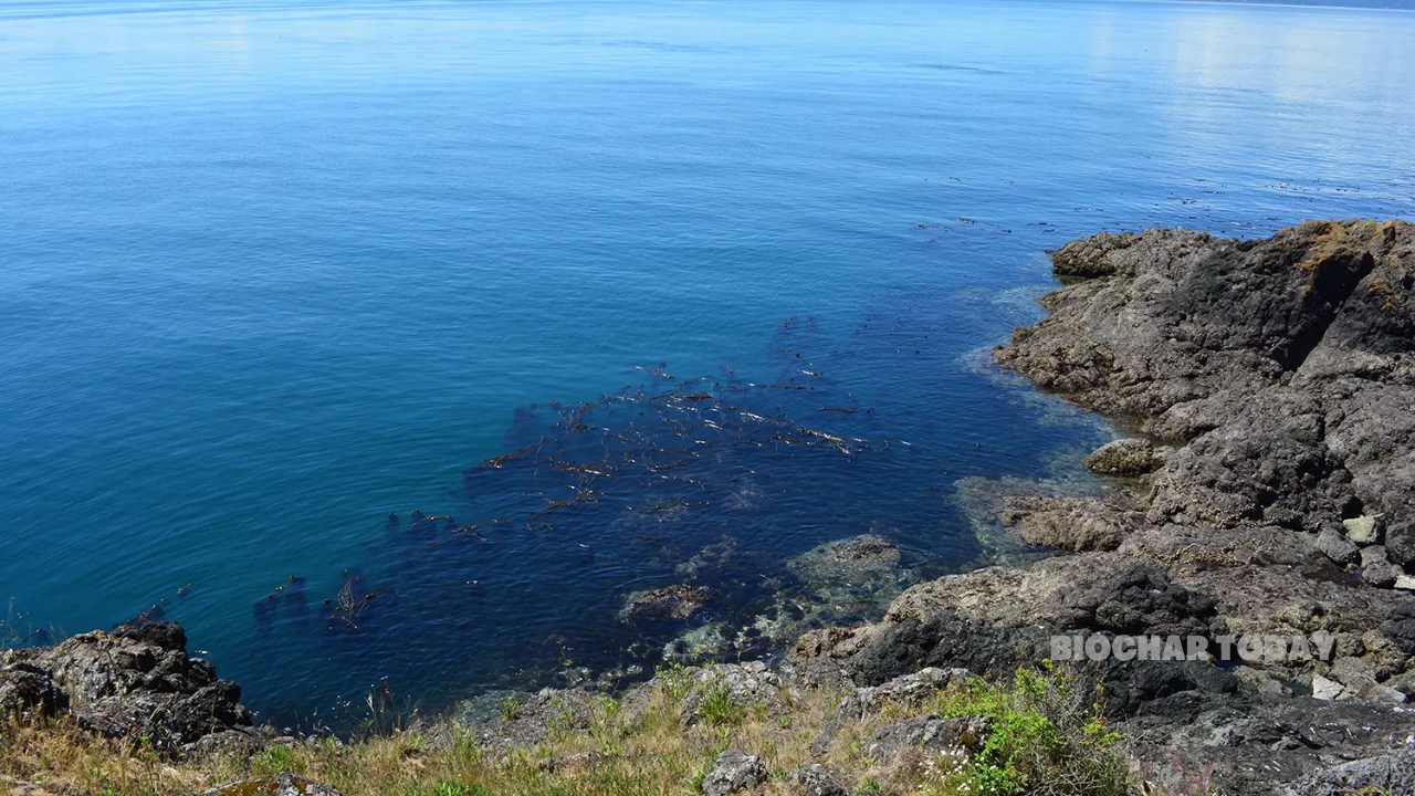University of Western Australia and Bedford Institute of Oceanography Researchers Evaluate Seaweed Carbon Removal Limits Against Climate-Driven Kelp Loss