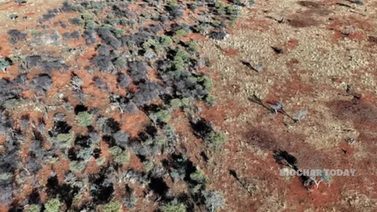 Tivano Secures REPIC Grant to Expand Biomass Terrestrial Carbon Storage Operations in Namibia
